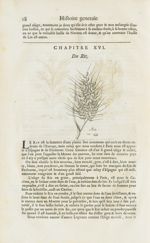 Riz - Histoire générale des drogues, traitant des plantes, des animaux, & des mineraux ; ouvrage enr [...]