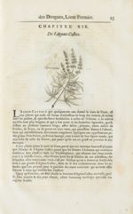 Agnus castus - Histoire générale des drogues, traitant des plantes, des animaux, & des mineraux ; ou [...]