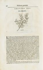 Myrthille - Histoire générale des drogues, traitant des plantes, des animaux, & des mineraux ; ouvra [...]