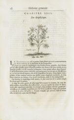 Staphis-agre - Histoire générale des drogues, traitant des plantes, des animaux, & des mineraux ; ou [...]