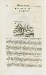 Iamacaru - Histoire générale des drogues, traitant des plantes, des animaux, & des mineraux ; ouvrag [...]