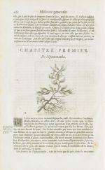 Ipecacuanha - Histoire générale des drogues, traitant des plantes, des animaux, & des mineraux ; ouv [...]