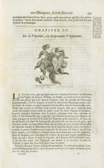 Viperine de virginie - Histoire générale des drogues, traitant des plantes, des animaux, & des miner [...]