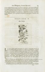 Jalap - Histoire générale des drogues, traitant des plantes, des animaux, & des mineraux ; ouvrage e [...]