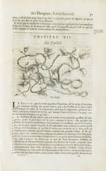 Turbith - Histoire générale des drogues, traitant des plantes, des animaux, & des mineraux ; ouvrage [...]