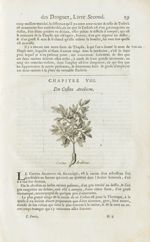 Costus arabicus - Histoire générale des drogues, traitant des plantes, des animaux, & des mineraux ; [...]