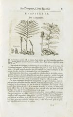 Gingembre / Gingembre sauvage - Histoire générale des drogues, traitant des plantes, des animaux, &  [...]