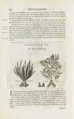 Grand galanga / Petit galanga - Histoire générale des drogues, traitant des plantes, des animaux, &  [...]