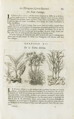 Terra merita / Souchet long / Souchet rond - Histoire générale des drogues, traitant des plantes, de [...]