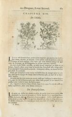 Esule / Quinte feuille - Histoire générale des drogues, traitant des plantes, des animaux, & des min [...]