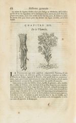 Pareira braua / Thymelea - Histoire générale des drogues, traitant des plantes, des animaux, & des m [...]