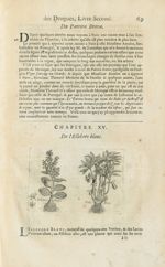 Ellebore blanc / Ditto noir - Histoire générale des drogues, traitant des plantes, des animaux, & de [...]