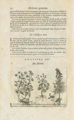 Doronic romain / Thora / Anthora - Histoire générale des drogues, traitant des plantes, des animaux, [...]