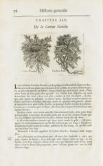 Carline blanche / Carline noire - Histoire générale des drogues, traitant des plantes, des animaux,  [...]