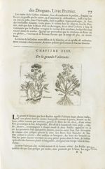 Grande valerianne / Ditto petite - Histoire générale des drogues, traitant des plantes, des animaux, [...]