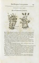 Tormentille / Bistorte - Histoire générale des drogues, traitant des plantes, des animaux, & des min [...]