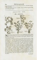 Aristoloche ronde / Aristoloche clematite / Aristoloche longue / Aristoloche tenuis - Histoire génér [...]