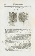 Pirettre / Pied d'Alexandre - Histoire générale des drogues, traitant des plantes, des animaux, & de [...]