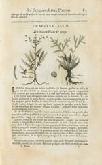 Behen blanc / Behen rouge - Histoire générale des drogues, traitant des plantes, des animaux, & des  [...]