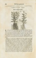 Sassepareille des Indes d'Espagne / Sassepareille de Marahan - Histoire générale des drogues, traita [...]