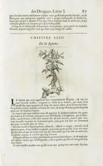 Squine - Histoire générale des drogues, traitant des plantes, des animaux, & des mineraux ; ouvrage  [...]