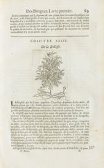 Reglisse - Histoire générale des drogues, traitant des plantes, des animaux, & des mineraux ; ouvrag [...]