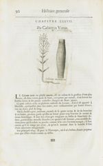 Calamus aromaticus - Histoire générale des drogues, traitant des plantes, des animaux, & des minerau [...]