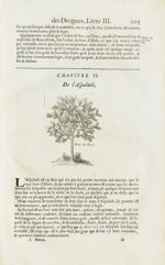 Bois de rose - Histoire générale des drogues, traitant des plantes, des animaux, & des mineraux ; ou [...]