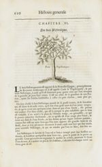 Bois nephritique - Histoire générale des drogues, traitant des plantes, des animaux, & des mineraux  [...]