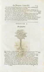 Saxafras - Histoire générale des drogues, traitant des plantes, des animaux, & des mineraux ; ouvrag [...]