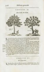 Cedre du Liban / Oxi-cedre - Histoire générale des drogues, traitant des plantes, des animaux, & des [...]