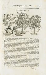 Canelle / Canelle sauvage / Canelle blanche / Canelle girofflée - Histoire générale des drogues, tra [...]