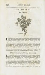 Quin-quina - Histoire générale des drogues, traitant des plantes, des animaux, & des mineraux ; ouvr [...]