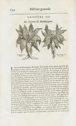 Mandragore mâle / Mandragore femelle - Histoire générale des drogues, traitant des plantes, des anim [...]