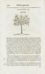 Liege - Histoire générale des drogues, traitant des plantes, des animaux, & des mineraux ; ouvrage e [...]