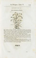 Dictam de candie - Histoire générale des drogues, traitant des plantes, des animaux, & des mineraux  [...]