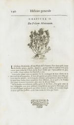 Polium montanum - Histoire générale des drogues, traitant des plantes, des animaux, & des mineraux ; [...]