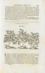 Sene de la Palte, ou d'Alexandrie / Sene de Seyde, ou de Tripoli / Sene de Moca - Histoire générale  [...]