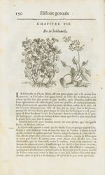 Soldanelle / Pirola - Histoire générale des drogues, traitant des plantes, des animaux, & des minera [...]