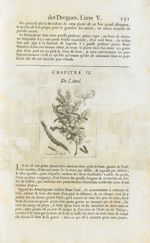 Gousses de l'anil / Anil - Histoire générale des drogues, traitant des plantes, des animaux, & des m [...]