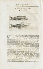 Licorne de mer / Narwal - Histoire générale des drogues, traitant des plantes, des animaux, & des mi [...]