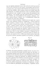 Fig. 20 : Lambeau d'épiderme pris sur la face supérieure d'une feuille de renoncule aquatique / Fig. [...]