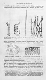Vaisseaux en spirale / Vaisseaux / Vaisseaux latieifères / Lambeau d'épiderme / Coupe verticale de l [...]