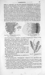 Secotium erythrocephalum, Tul. sa fructification / Tublidium quercinium, Pers / Cenaugium Frangulae  [...]