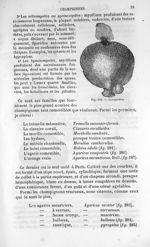 Lycoperdon - Histoire naturelle des drogues simples, ou Cours d'histoire naturelle professé à l'Écol [...]