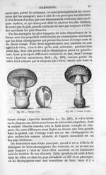 Oronge vraie / Fausse oronge - Histoire naturelle des drogues simples, ou Cours d'histoire naturelle [...]