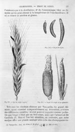 Ergot de seigle / Epi de seigle ergoté / Ergot de seigle et sa sphacélie - Histoire naturelle des dr [...]