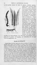 Polypode de Chêne - Histoire naturelle des drogues simples, ou Cours d'histoire naturelle professé à [...]