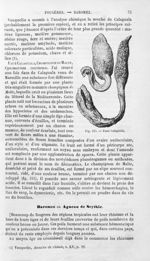 Faux Calaguala - Histoire naturelle des drogues simples, ou Cours d'histoire naturelle professé à l' [...]