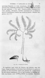 Capillaire du Canada - Histoire naturelle des drogues simples, ou Cours d'histoire naturelle profess [...]